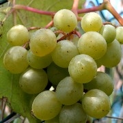 Wein Frumoasa Alba