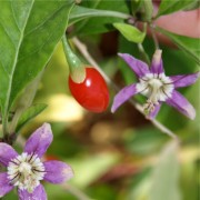 Goji