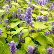 Gold-Agastache