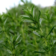 Gro�es Bergbohnenkraut