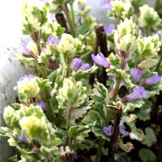Gundermann wei�bunt