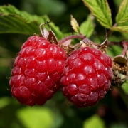 Himbeere Preu�en