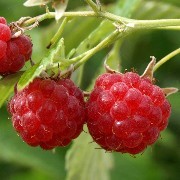 Himbeere Rose de C�te d'Or