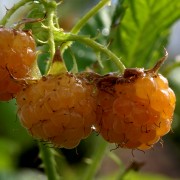 Himbeere Sucr�e de Metz