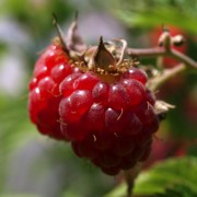 Himbeere Veten