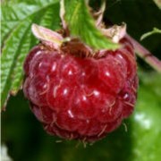 Himbeere Williamette