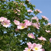 Hunds-Rose