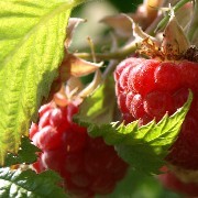 Himbeere Immertragende von Feldbrunn
