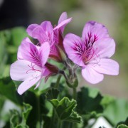 Duftpelargonien Duftpelargonien
