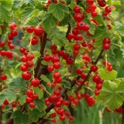 Johannisbeere Rote Vierl�nder