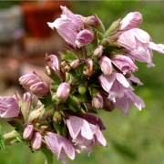 Kanarischer Balsamstrauch