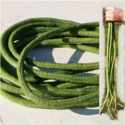 Kilometerbohne Green Noodle