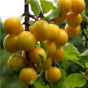 Kirschpflaume gelb