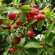 Kirschpflaume rot