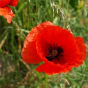 Klatschmohn