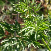 Holunder Lacinata