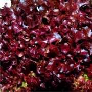 Salat Lollo Rosso