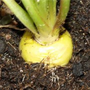 Maca