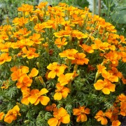 Mandarinengew�rztagetes