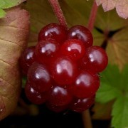 Mesimarja Marika