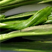 Mexikanischer Koriander - Culantro