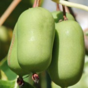 Mini-Kiwi Jumbo