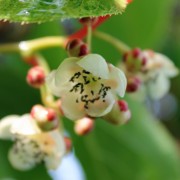 Mini-Kiwi Weiki m�nnlich