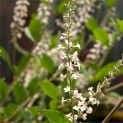 Minzverbene