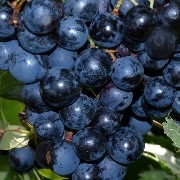 Wein Mitschurinski