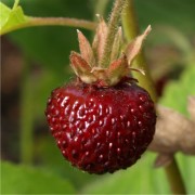 Moschuserdbeere Bauwens