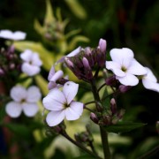 Nachtviole panaschiert