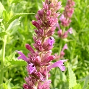 Orangenagastache