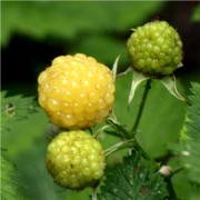 Oregon-Himbeere gelb