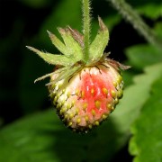 Orient-Erdbeere