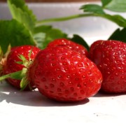 Erdbeere Ostara