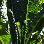 Palmkohl Nero di Toscana