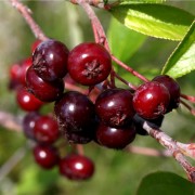 Pflaumen-Aronia