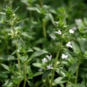 Piemontesischer Limonenthymian
