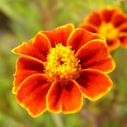 Riesenblutorangengew�rztagetes