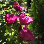Riesenhagebutte - Kartoffelrose