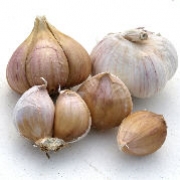 Russischer Riesenknoblauch