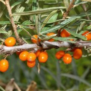 Sanddorn Friesdorfer Orange