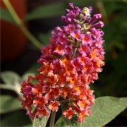 Schmetterlingsflieder zweifarbig