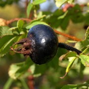 Schwarze Hagebutte