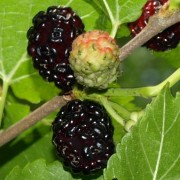 Schwarze Maulbeere