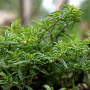 Serbisches Bergbohnenkraut