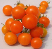 Tomate Katinka
