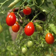 Tomate Small Egg