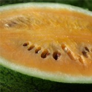 Wassermelone Sweet Siberian