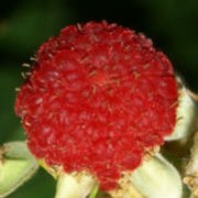 Wei�e Zimthimbeere